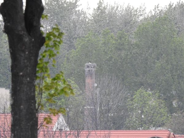 White Stork  - Jarosław Słowikowski