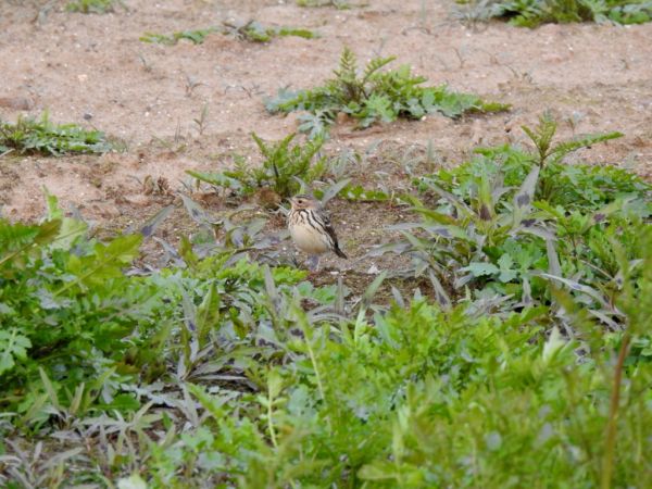 Pipit à gorge rousse 