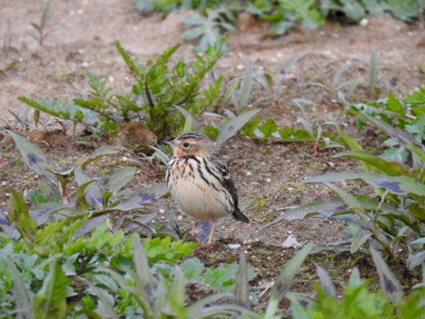 Pipit à gorge rousse 