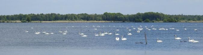 łabędź niemy  - Jarosław Słowikowski