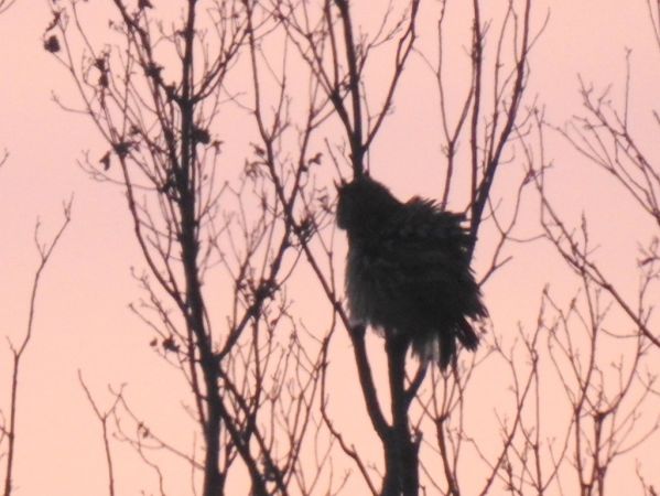 Grand-duc d'Europe  - Jarosław Słowikowski