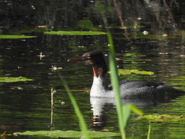 Gänsesäger  - Jarosław Słowikowski