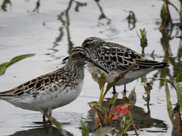 Sumpfläufer  - Jarosław Słowikowski