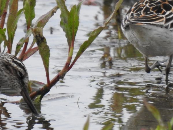 Sumpfläufer  - Jarosław Słowikowski
