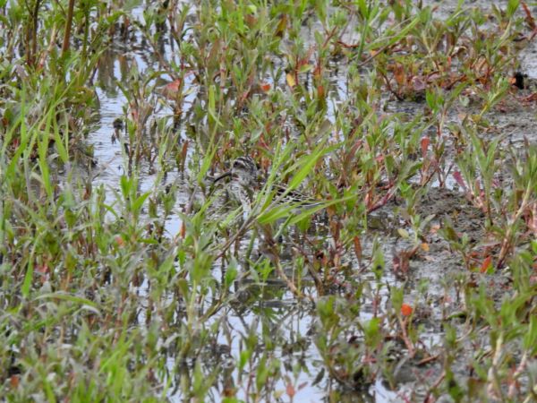 biegus płaskodzioby  - Jarosław Słowikowski