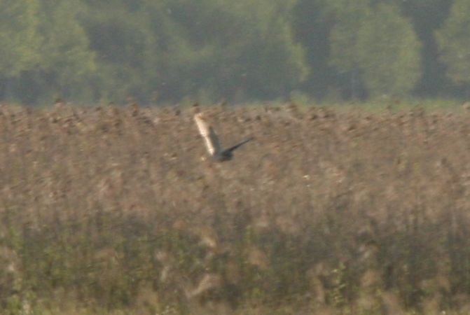 uszatka błotna  - Krystian Jainta