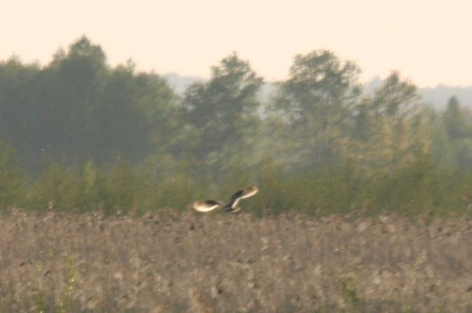 Sumpfohreule  - Krystian Jainta