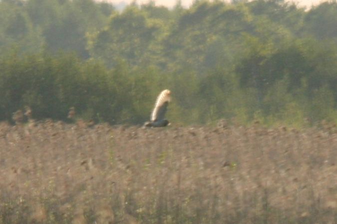 Sumpfohreule  - Krystian Jainta