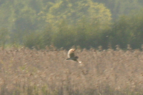 uszatka błotna  - Krystian Jainta