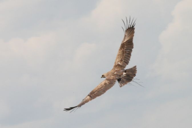 Lesser Spotted Eagle  - Krystian Jainta