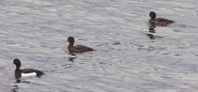 Tufted Duck  - Katarzyna Kąciak