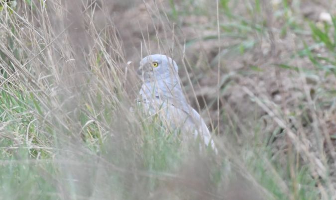 błotniak łąkowy  - Jarosław Mydlak
