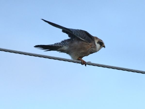 Rotfussfalke  - Jarosław Mydlak