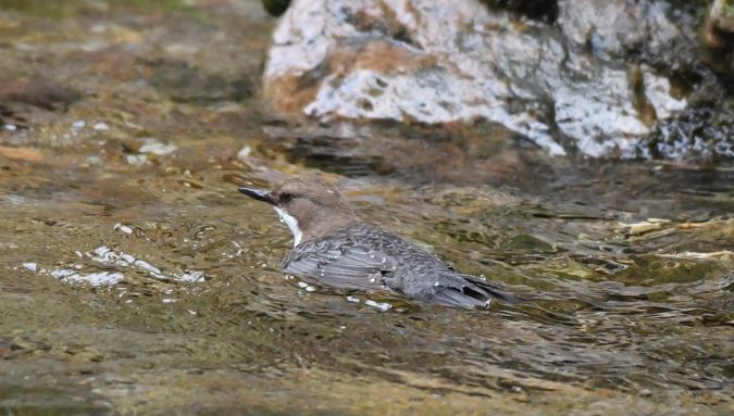 Cincle plongeur  - Jarosław Mydlak