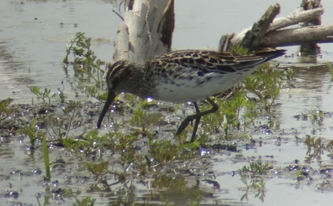 Sumpfläufer  - Jarosław Mydlak