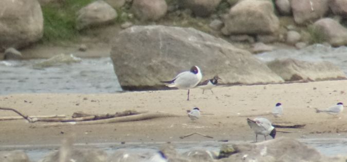 kamusznik  - Jarosław Mydlak