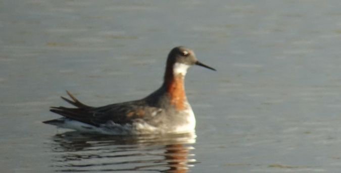 Phalarope à bec étroit  - Jarosław Mydlak