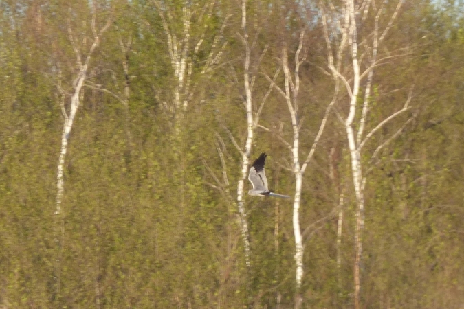 Montagu's Harrier  - Mirosław Nowicki