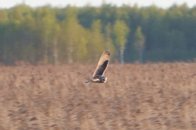 Short-eared Owl  - Mirosław Nowicki
