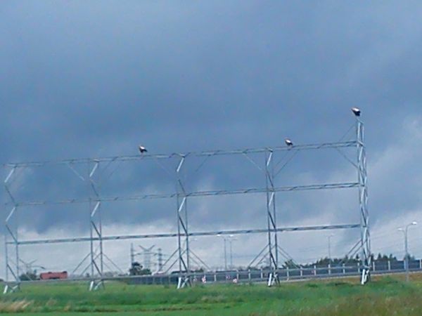 Weissstorch  - Henryk Piernikarczyk