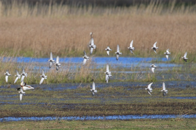 Alpenstrandläufer  - Mateusz Ściborski