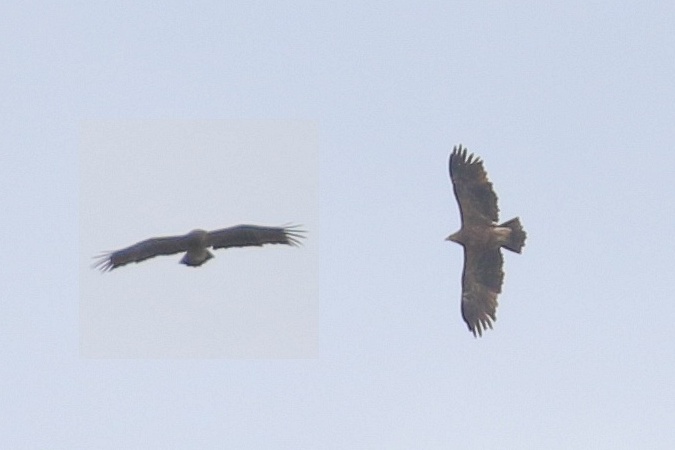 orlik krzykliwy  - Mateusz Ściborski