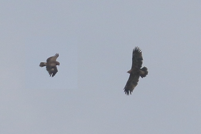 Schreiadler  - Mateusz Ściborski