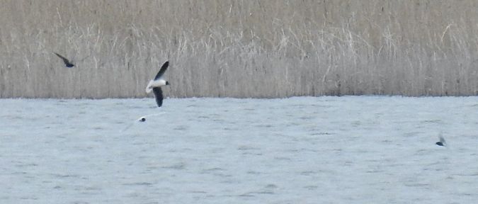 mewa mała  - Ireneusz Fiedorowicz