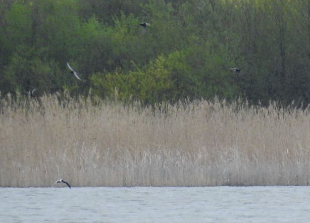 Mouette pygmée  - Ireneusz Fiedorowicz