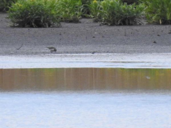 biegus mały  - Waldemar Okupniczak