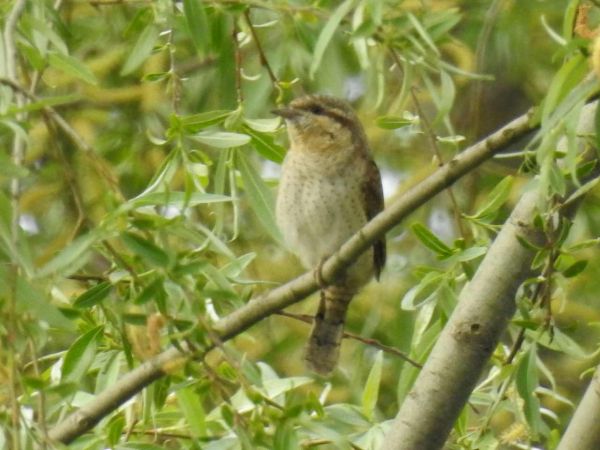 krętogłów  - Waldemar Okupniczak