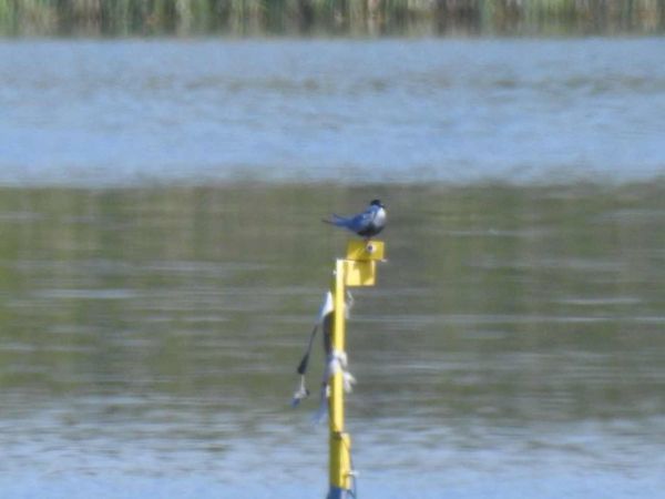 rybitwa białowąsa  - Waldemar Okupniczak