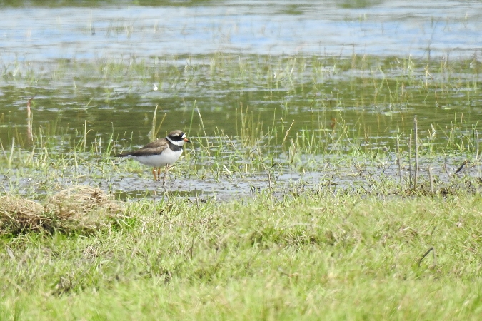 sieweczka obrożna  - Wiktor Kroker
