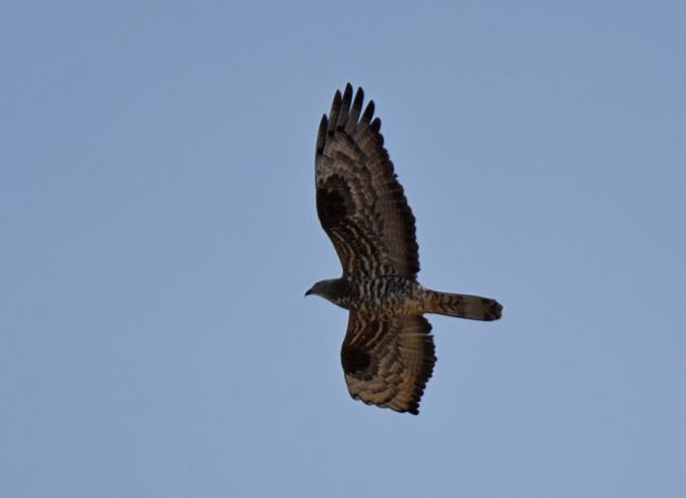 trzmielojad  - Grzegorz Grygoruk