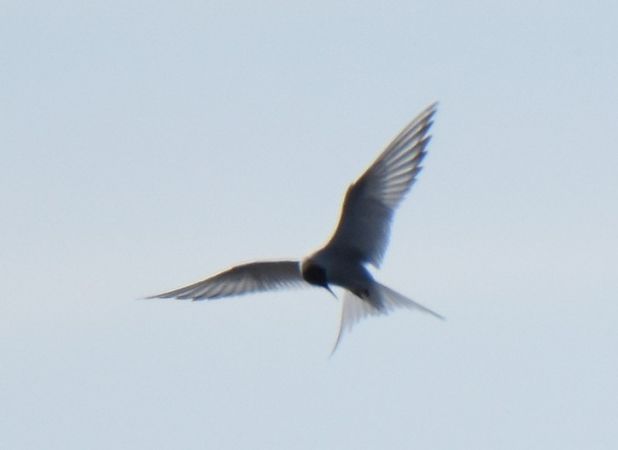 rybitwa popielata  - Grzegorz Grygoruk