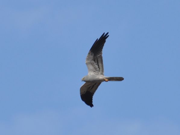 Wiesenweihe  - Łukasz Krajewski