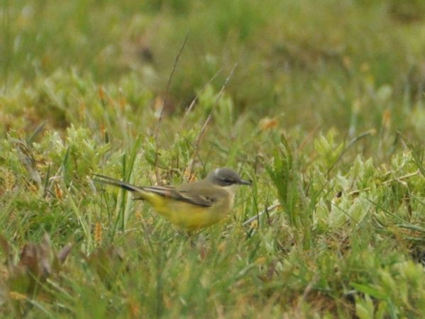 Bergeronnette nordique (ssp. thunbergi)  - Łukasz Krajewski
