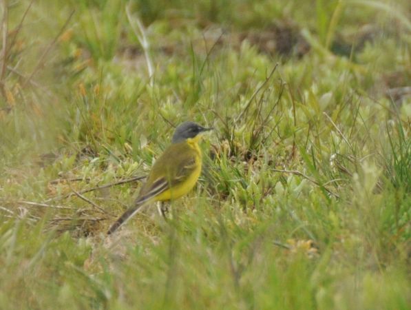 Schafstelze (ssp. thunbergi)  - Łukasz Krajewski