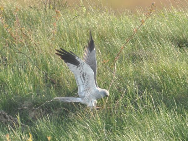 Busard cendré  - Łukasz Krajewski