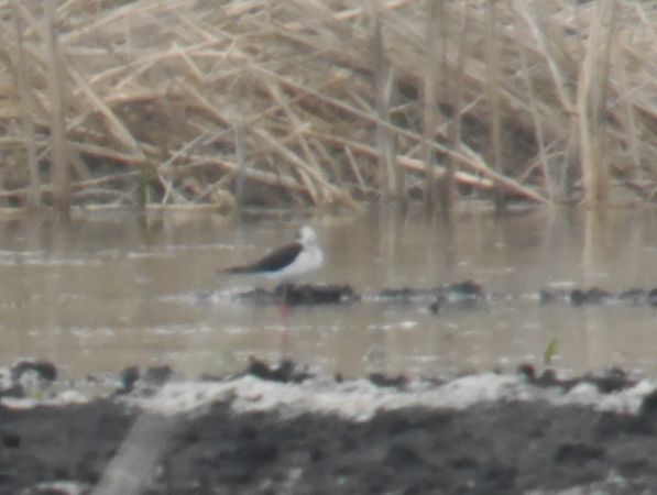 Echasse blanche  - Łukasz Krajewski