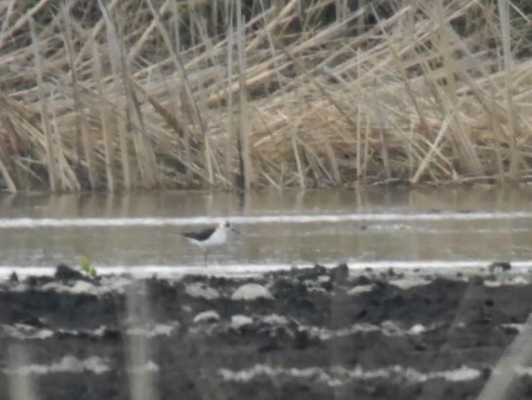 szczudłak  - Łukasz Krajewski