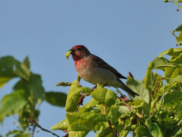 dziwonia  - Łukasz Krajewski