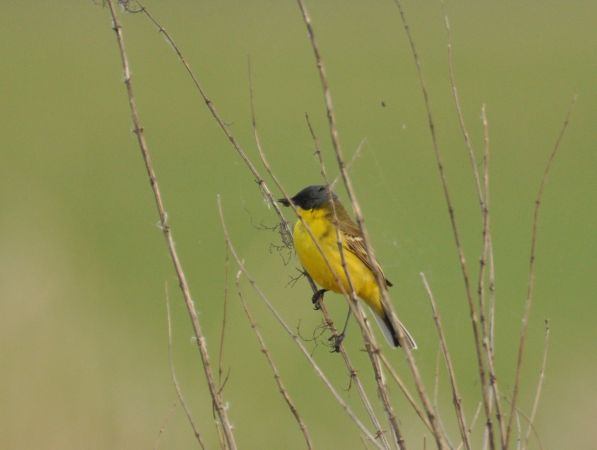 Bergeronnette nordique (ssp. thunbergi)  - Łukasz Krajewski