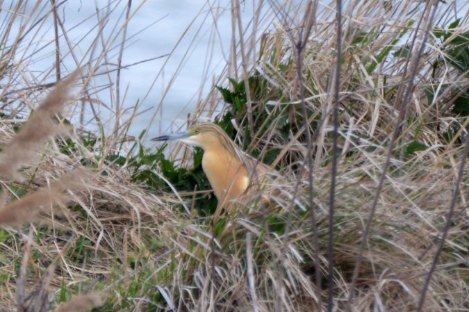 czapla modronosa  - Wojciech Miczajka