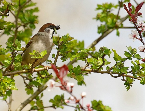 Feldsperling  - Hanna Pomorska