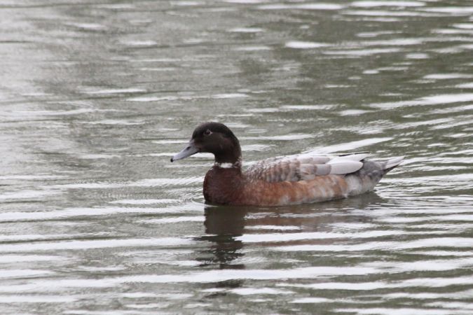 krzyżówka  - Rafał Walczybok