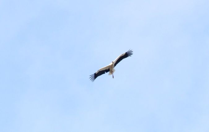 bocian biały  - Rafał Walczybok