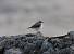 Northern Wheatear  - Marcin Dec