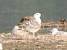 mewa srebrzysta  - Jarosław Słowikowski