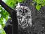 Tawny Owl  - Jarosław Słowikowski